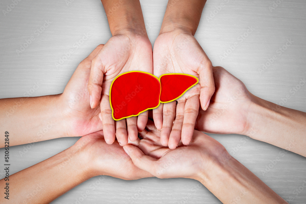 Close up of three people hands holding liver organ Close up of three people hands holding liver organ