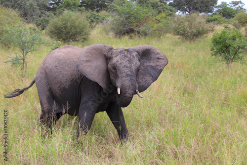 Afrikanischer Elefant   African elephant   Loxodonta africana