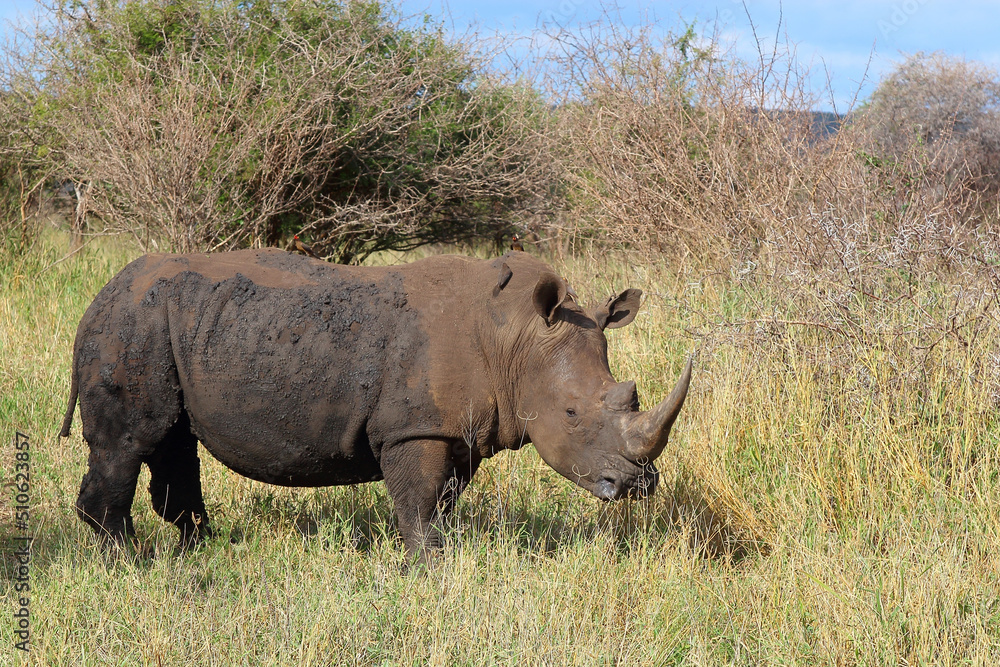 Fototapeta premium Breitmaulnashorn und Rotschnabel-Madenhacker / Square-lipped rhinoceros and Red-billed oxpecker / Ceratotherium simum et Buphagus erythrorhynchus.