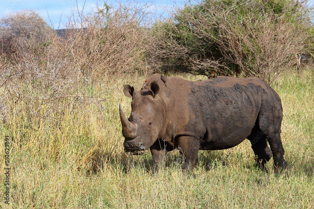 Obraz premium Breitmaulnashorn und Rotschnabel-Madenhacker / Square-lipped rhinoceros and Red-billed oxpecker / Ceratotherium simum et Buphagus erythrorhynchus.