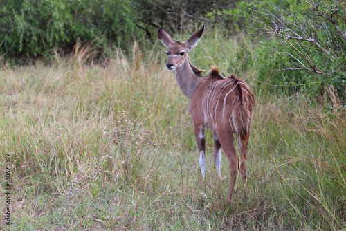 Gro  er Kudu   Greater kudu   Tragelaphus strepsiceros..........Gro  er Kudu   Greater kudu   Tragelaphus strepsiceros.