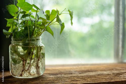 a jar of sweet potato slips in a window