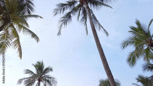 Wallpaper Mural View of coconut palm trees against sky near beach on the tropical island with sunlight through. Coconut palm trees bottom view. Green palm tree with blue sky background Torontodigital.ca