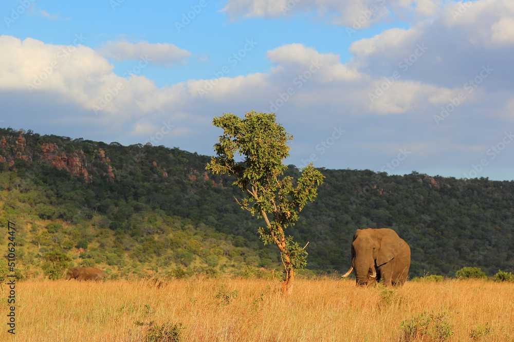 Fototapeta premium Afrikanischer Elefant / African elephant / Loxodonta africana