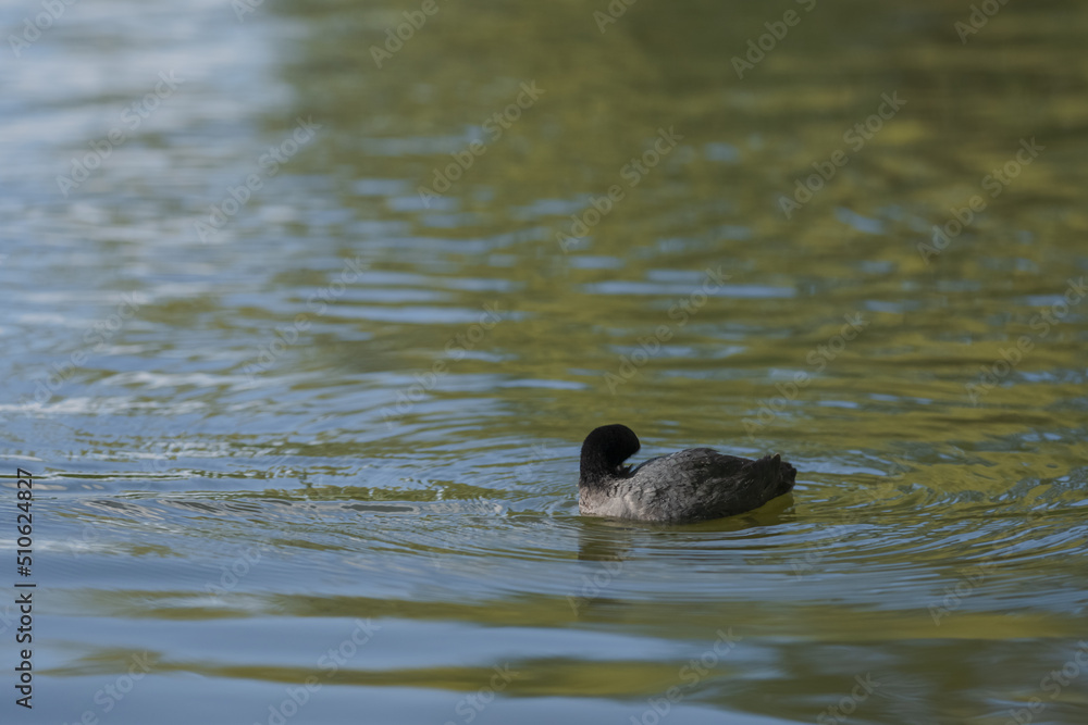 Fototapeta premium coot swimming in a pond