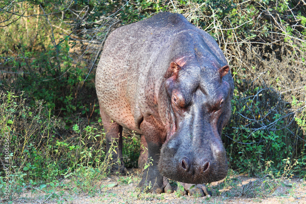 Flußpferd / Hippopotamus / Hippopotamus amphibius Flußpferd / Hippopotamus / Hippopotamus amphibius