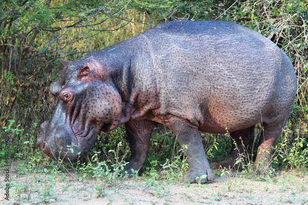 Flußpferd / Hippopotamus / Hippopotamus amphibius Flußpferd / Hippopotamus / Hippopotamus amphibius