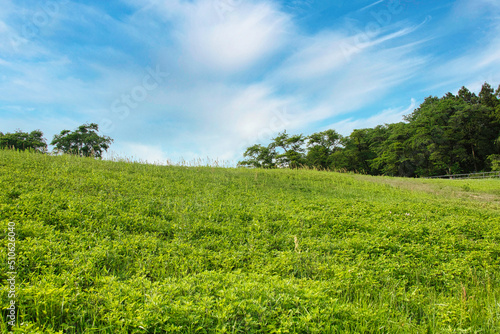 青空の下の初夏の爽やかな草原の風景