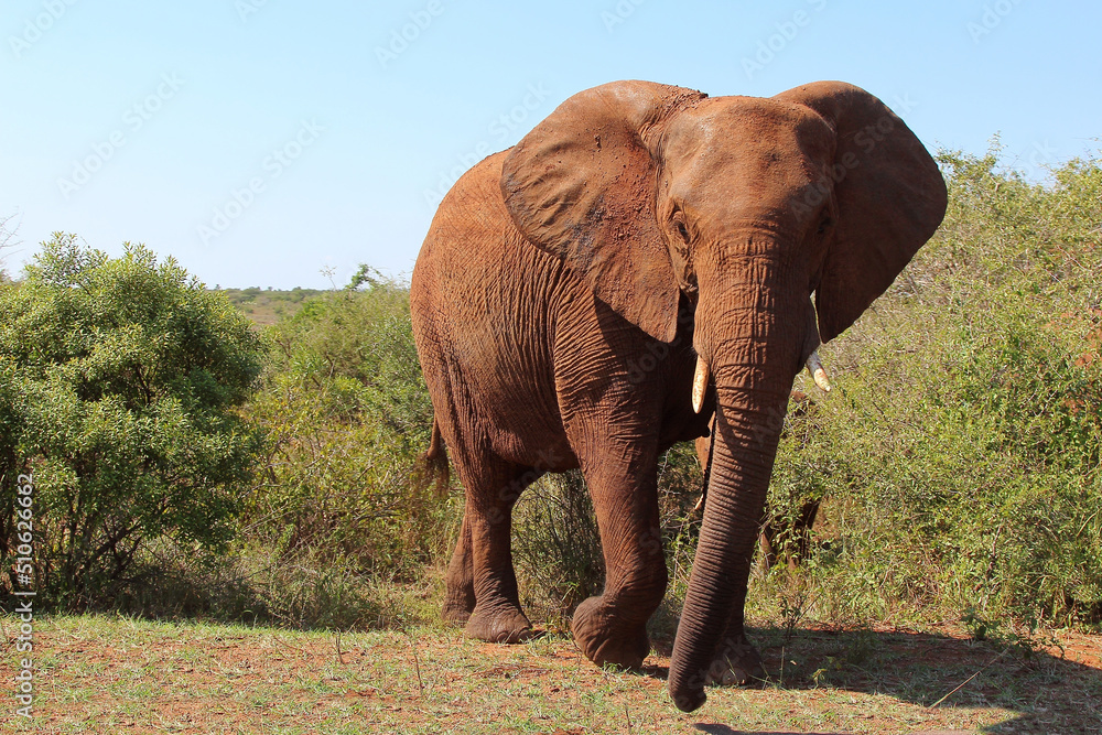 Fototapeta premium Afrikanischer Elefant / African elephant / Loxodonta africana