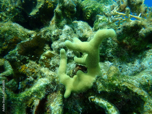 Thin finger coral (Porites divaricata) undersea, Caribbean Sea, Cuba, Playa Cueva de los peces