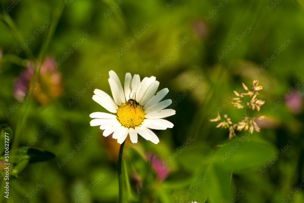 Obraz premium chamomile flower on the background of green nature