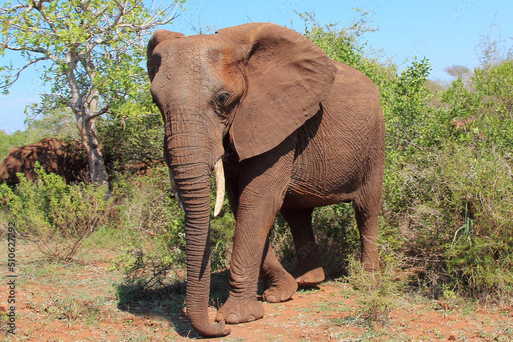 Obraz premium Afrikanischer Elefant / African elephant / Loxodonta africana