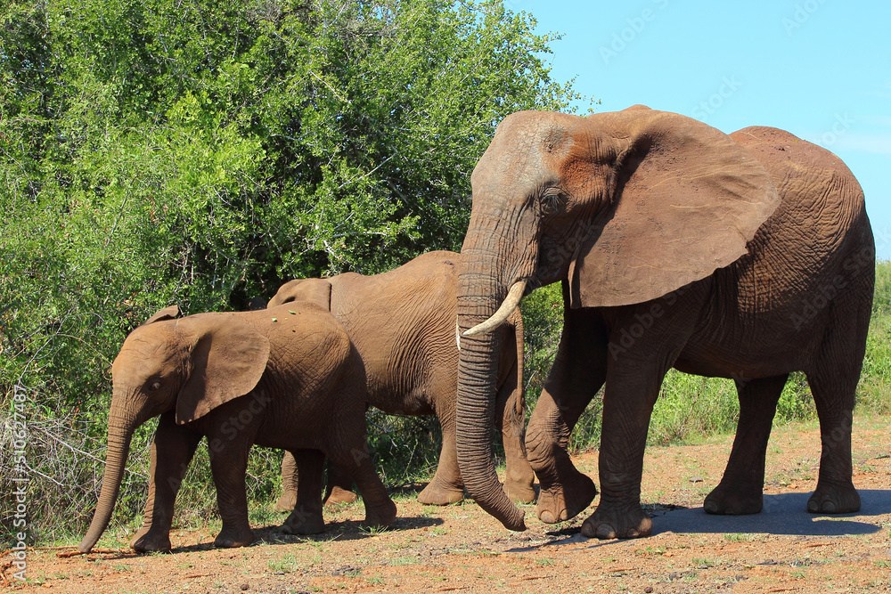 Fototapeta premium Afrikanischer Elefant / African elephant / Loxodonta africana