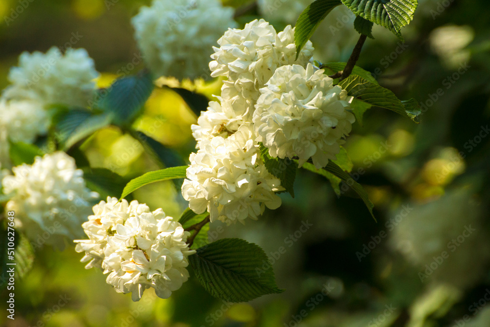 white blooming flowers against the backdrop of green nature white blooming flowers against the backdrop of green nature
