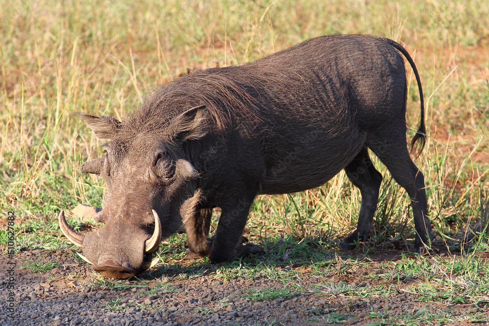 Fototapeta premium Warzenschwein / Warthog / Phacochoerus africanus