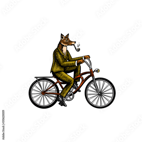 A fox with a pipe in a suit rides a bicycle and pedals. Fashion animal character. Hand drawn woodcut outline sketch. Vector engraved illustration for logo and tattoo or T-shirts.