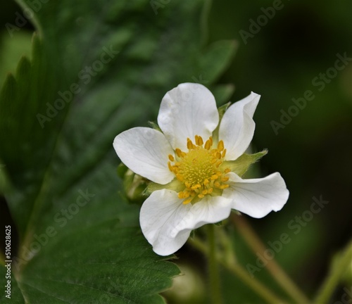 white flower in the garden