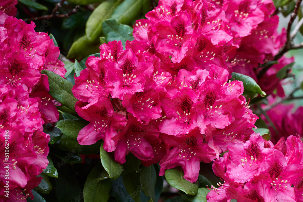 Rhododendron Blüten im Frühjahr Rhododendron Blüten im Frühjahr