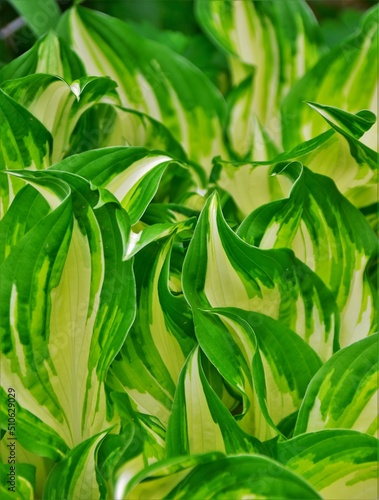 green leaves background