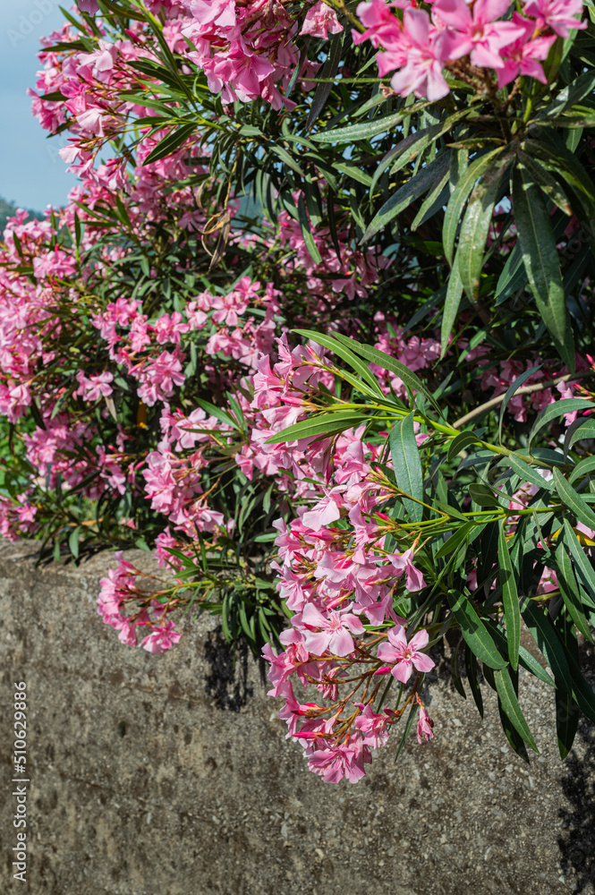 Pink azure bushes over a stone fence. Private gardens. Green fence of flowers. Pink azure bushes over a stone fence. Private gardens. Green fence of flowers.