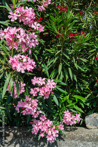 Pink azure bushes over a stone fence. Private gardens. Green fence of flowers.