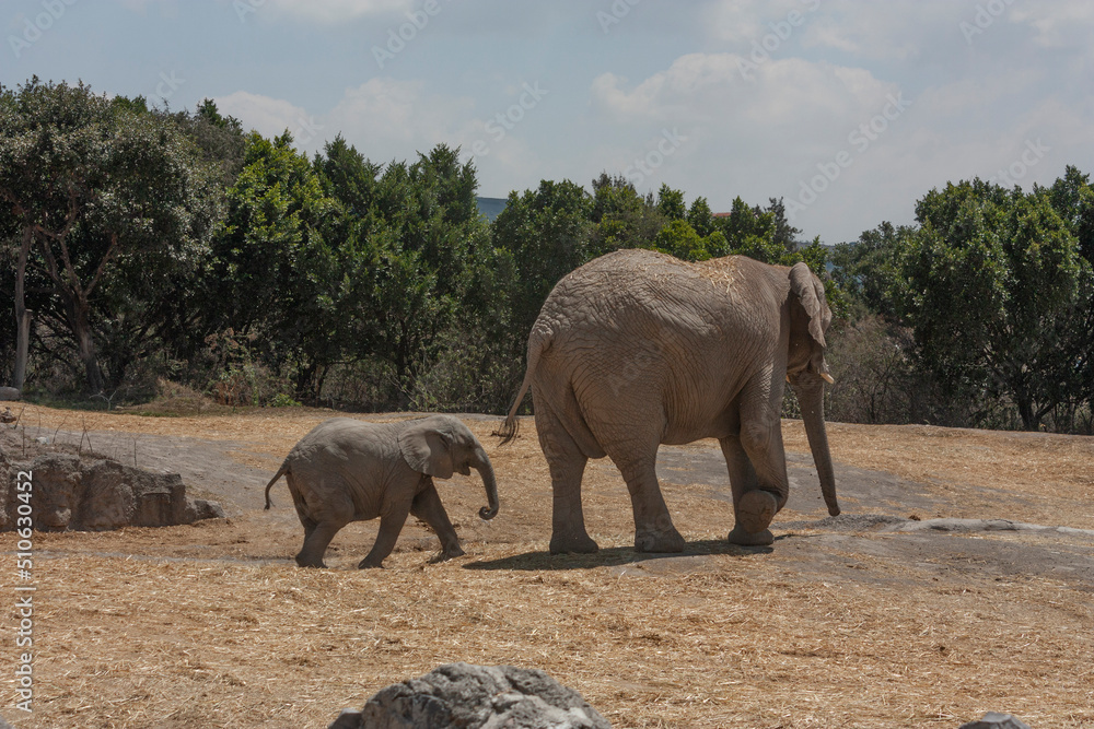 Fototapeta premium Moving pachyderms walk baby elephant and mother also known as African loxodota mammals that in their wild life live in African savannah