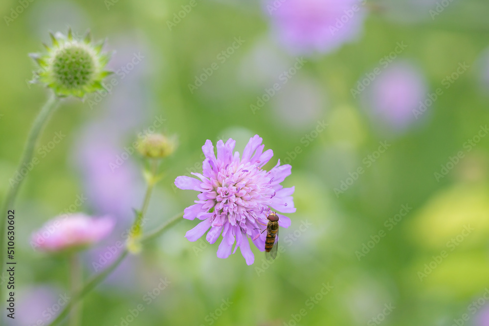 Field scabious (Knautia arvensis) and a hoverfly in pollination. Soft pastel clour tones. Field scabious (Knautia arvensis) and a hoverfly in pollination. Soft pastel clour tones.