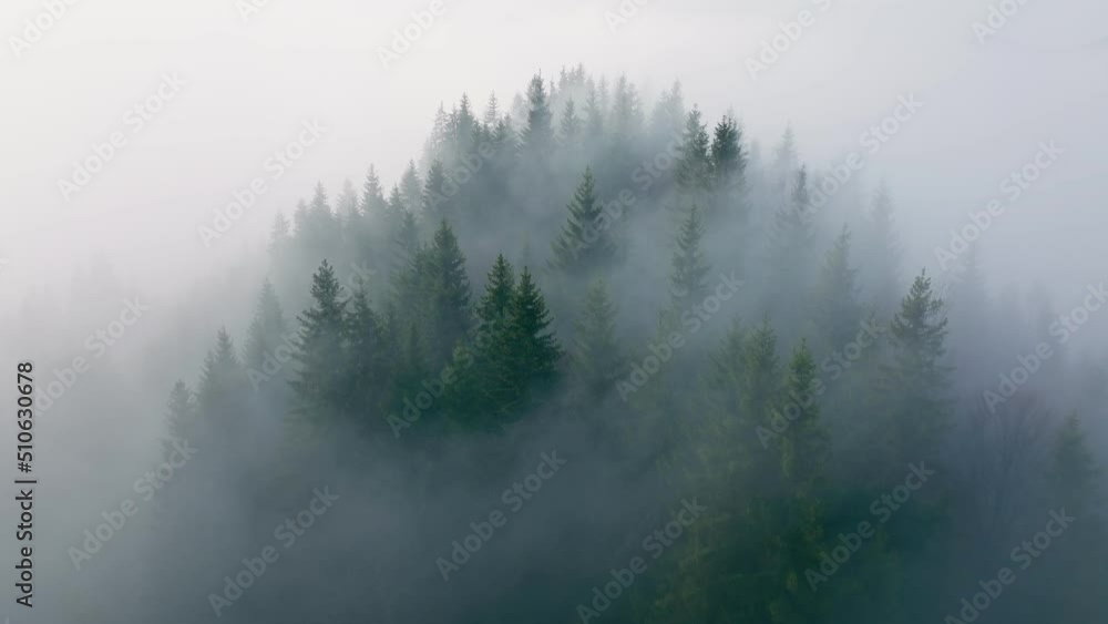Forest fog morning beautiful nature view misty sun summer tree Forest fog morning beautiful nature view misty sun summer tree