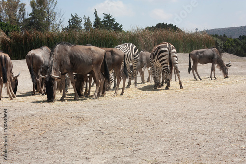 Muscular blue antelopes dressed in manes and horns herbivorous mammals grazing next to the Zebras daytime activity and movement and coexistence