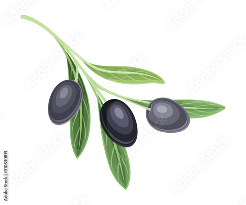 Branch of Mature Olives Cultivar with Hanging Small Black Drupe Fruit Vector Illustration