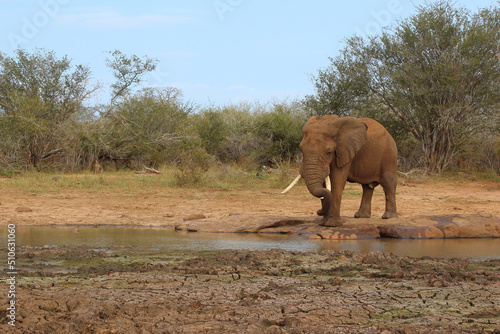 Afrikanischer Elefant   African elephant   Loxodonta africana