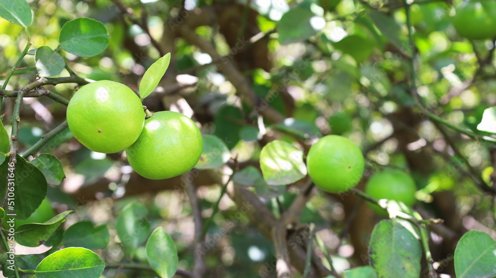 Green lemons hang on the tree. Closeup Citrus Limon growing on a citrus branch on a blurred green leaf background with copy space. Selective focus