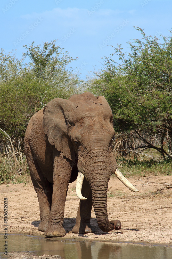 Obraz premium Afrikanischer Elefant / African elephant / Loxodonta africana