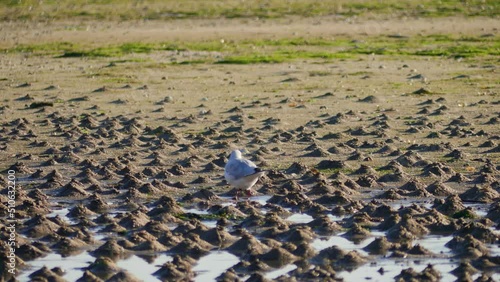 Close up of common gull stepping on beach sand to acquire food. Static, shallow focus photo