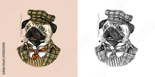 Pug Dog dog smokes a cigar in a tweed suit. Fashion Animal character in clothes. Hand drawn sketch. Vector engraved illustration for label, logo and T-shirts or tattoo.