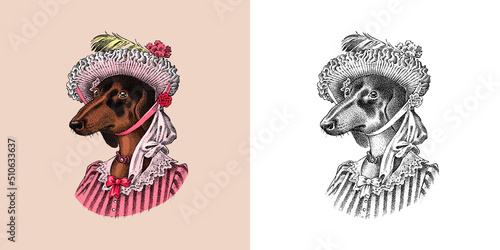Dachshund Dog in suit. Hunting breed. Lady or madam in victorian dress. Fashion Animal character in clothes. Hand drawn sketch. Vector engraved illustration for label, logo and T-shirts or tattoo.