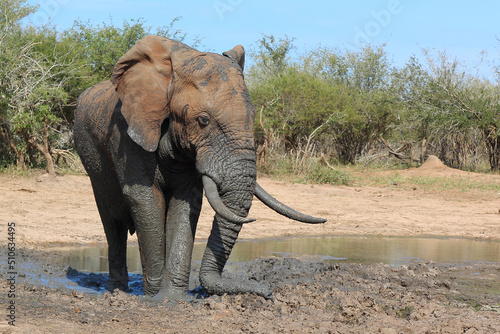 Afrikanischer Elefant   African elephant   Loxodonta africana