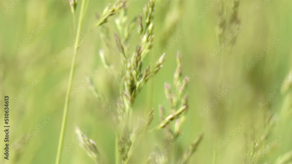 Blooming grass sways in the wind close-up tilt Blooming grass sways in the wind close-up tilt