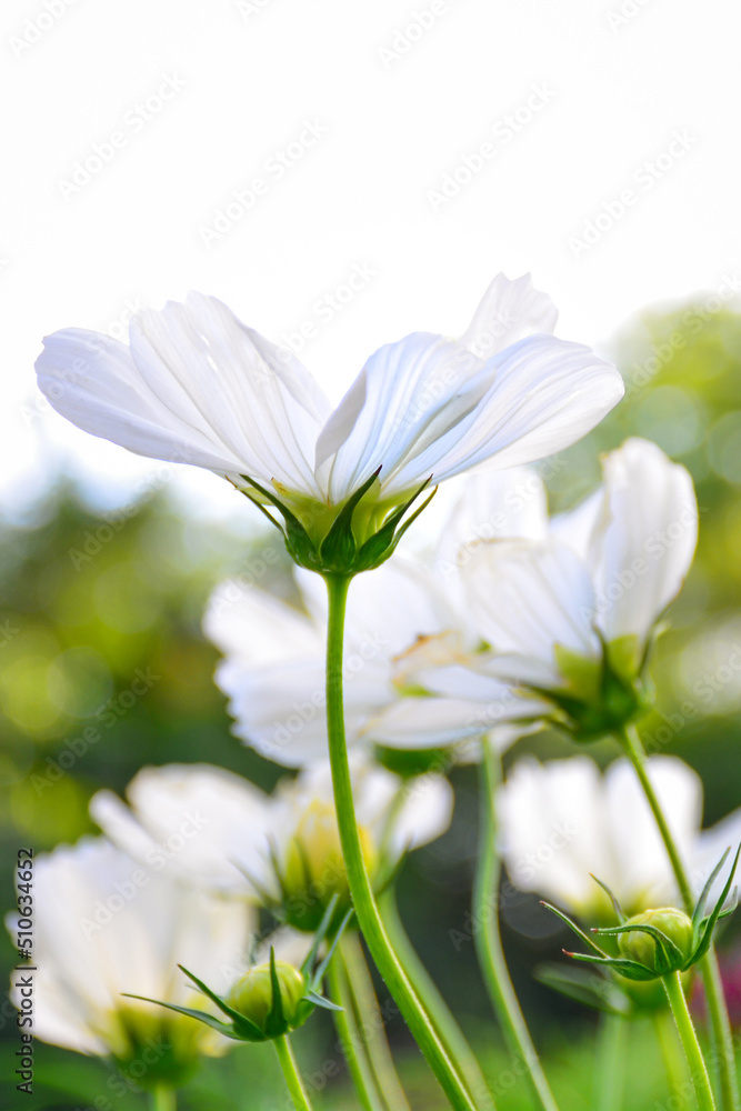 daisy flower daisy flower
