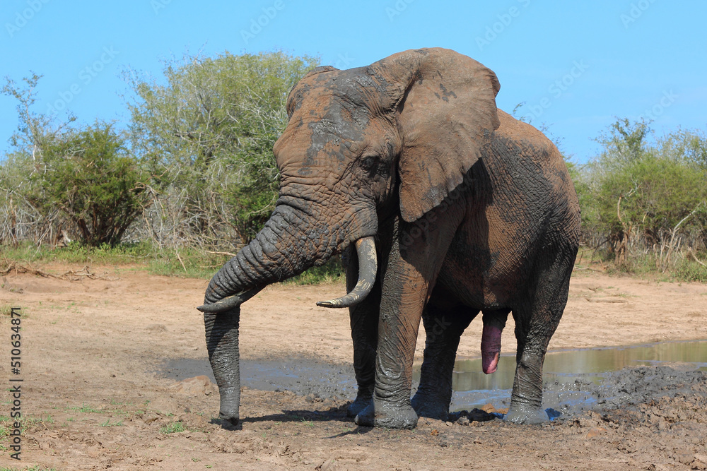 Afrikanischer Elefant / African elephant / Loxodonta africana Afrikanischer Elefant / African elephant / Loxodonta africana