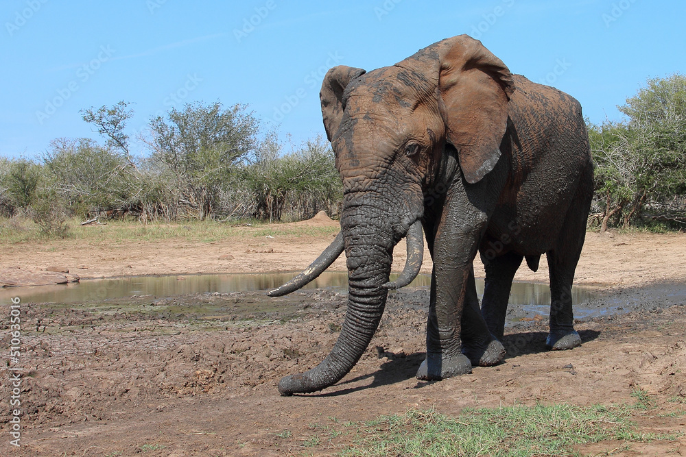 Fototapeta premium Afrikanischer Elefant / African elephant / Loxodonta africana