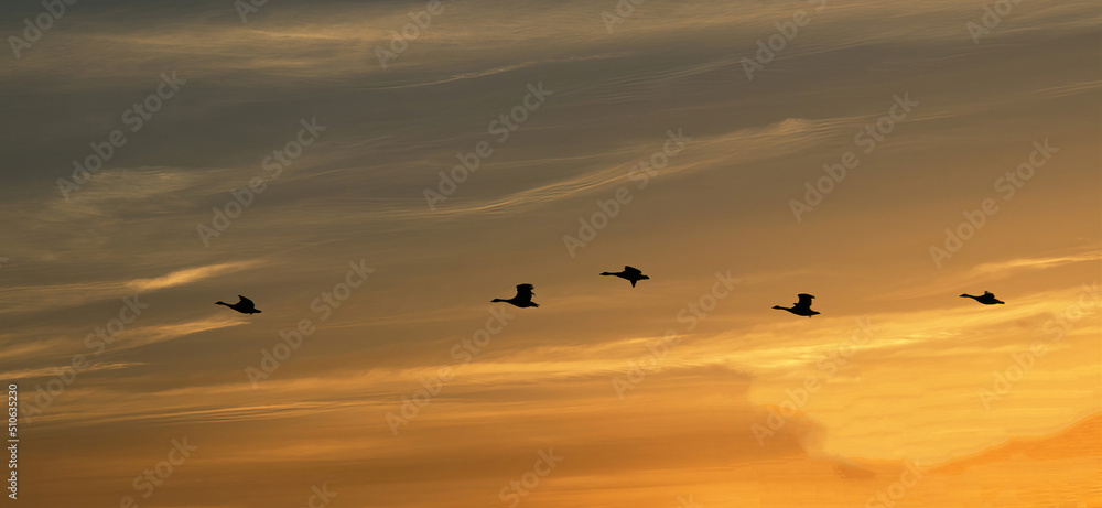 geese flying at sunset