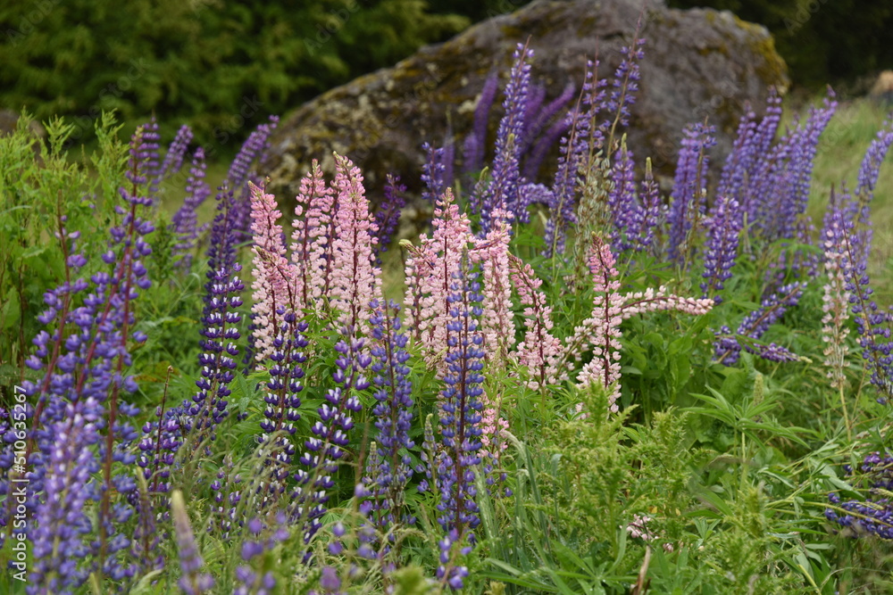Obraz premium A purple Lupin field in New Zealand