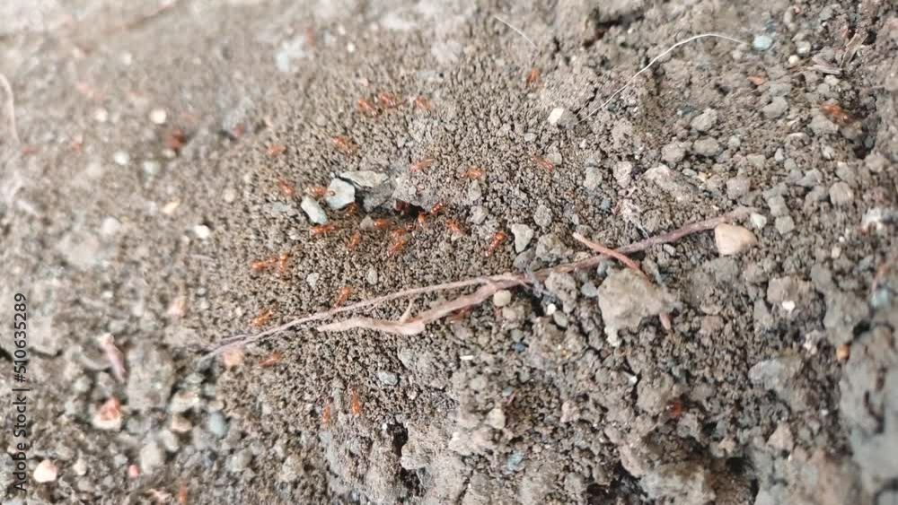 Red fire Ants out of the hole from soil Red fire Ants out of the hole from soil