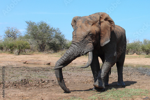 Afrikanischer Elefant   African elephant   Loxodonta africana