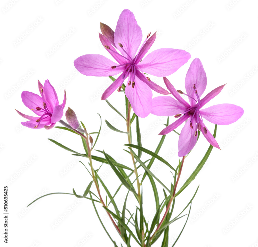 Pink Alpine willowherb Pink Alpine willowherb