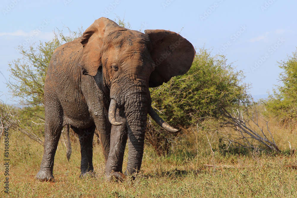 Obraz premium Afrikanischer Elefant / African elephant / Loxodonta africana