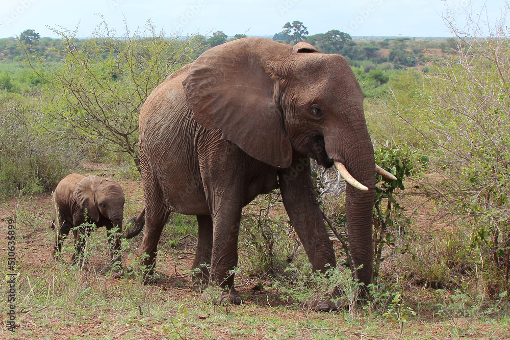 Obraz premium Afrikanischer Elefant / African elephant / Loxodonta africana