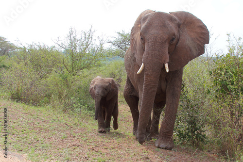 Afrikanischer Elefant   African elephant   Loxodonta africana