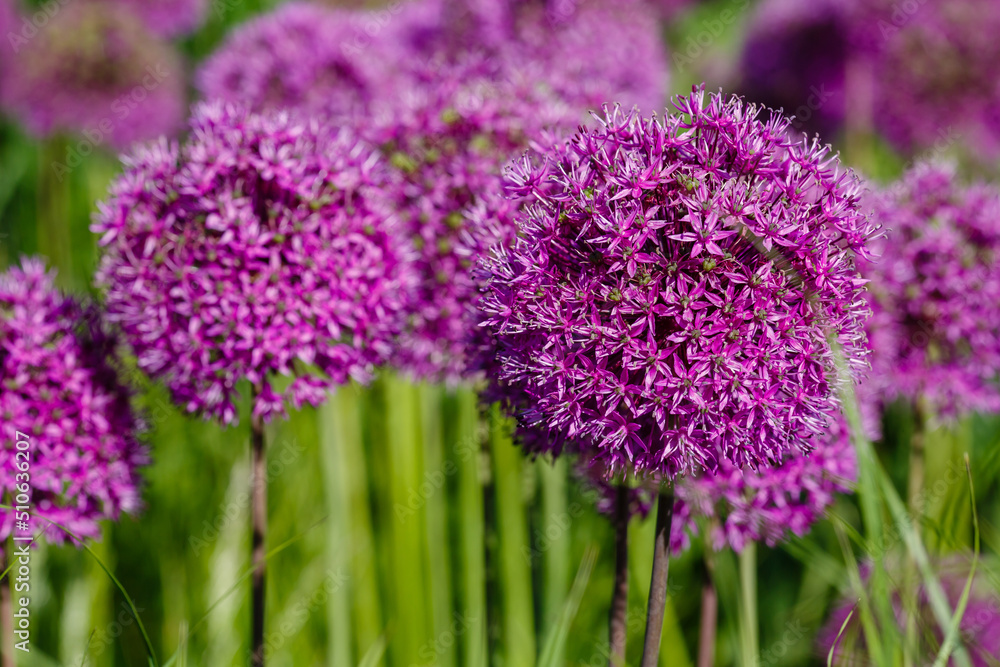 Giant Onion (Allium Giganteum) blooming. Field of Allium _ ornamental onion Giant Onion (Allium Giganteum) blooming. Field of Allium _ ornamental onion